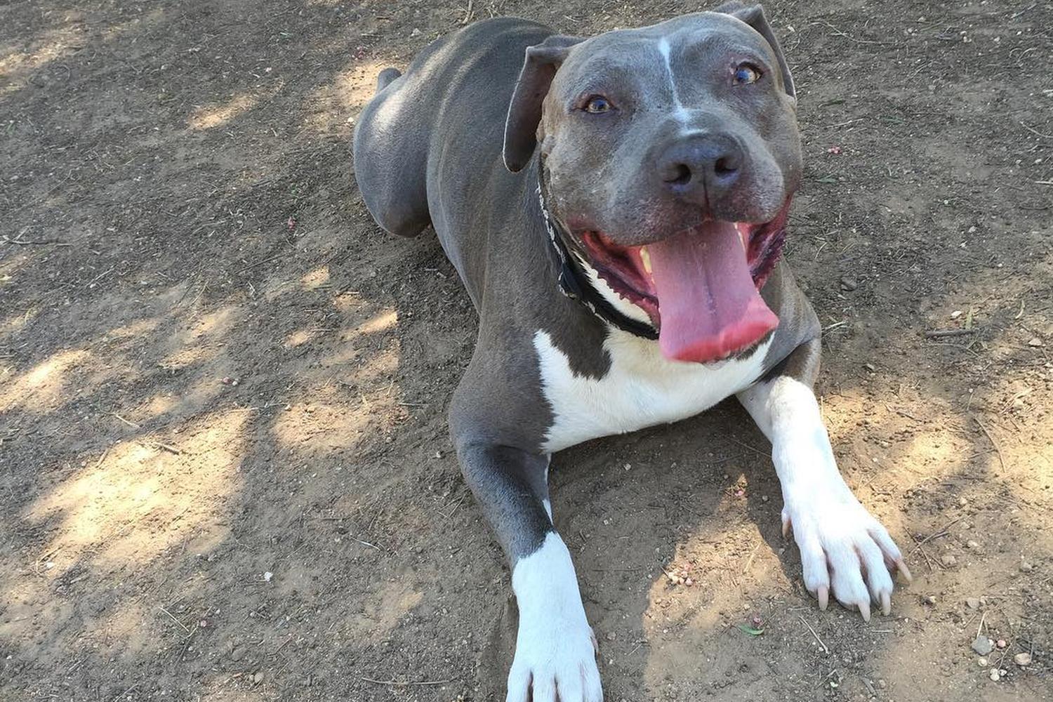 Loma Linda Large Dog Park 3