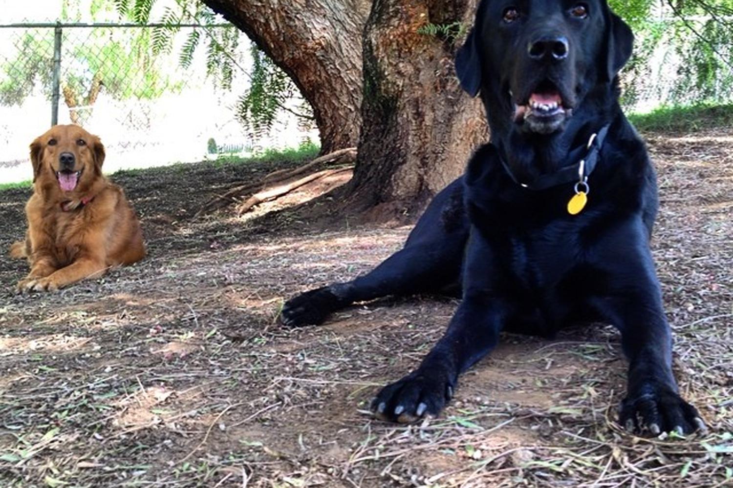 Loma Linda Large Dog Park 5