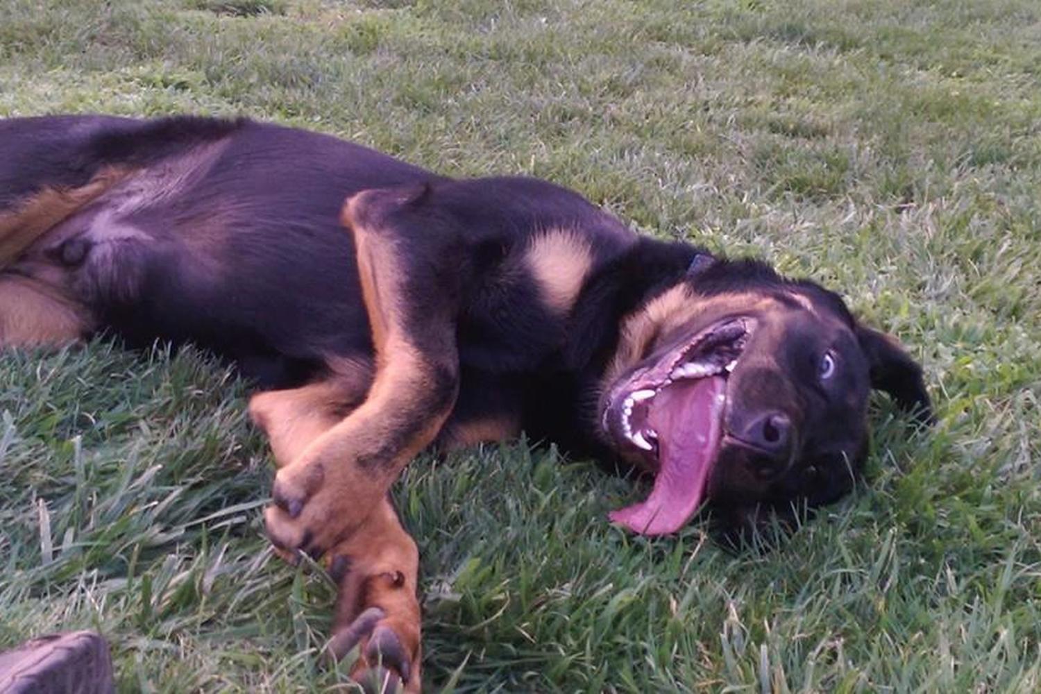 Loma Linda Large Dog Park 2