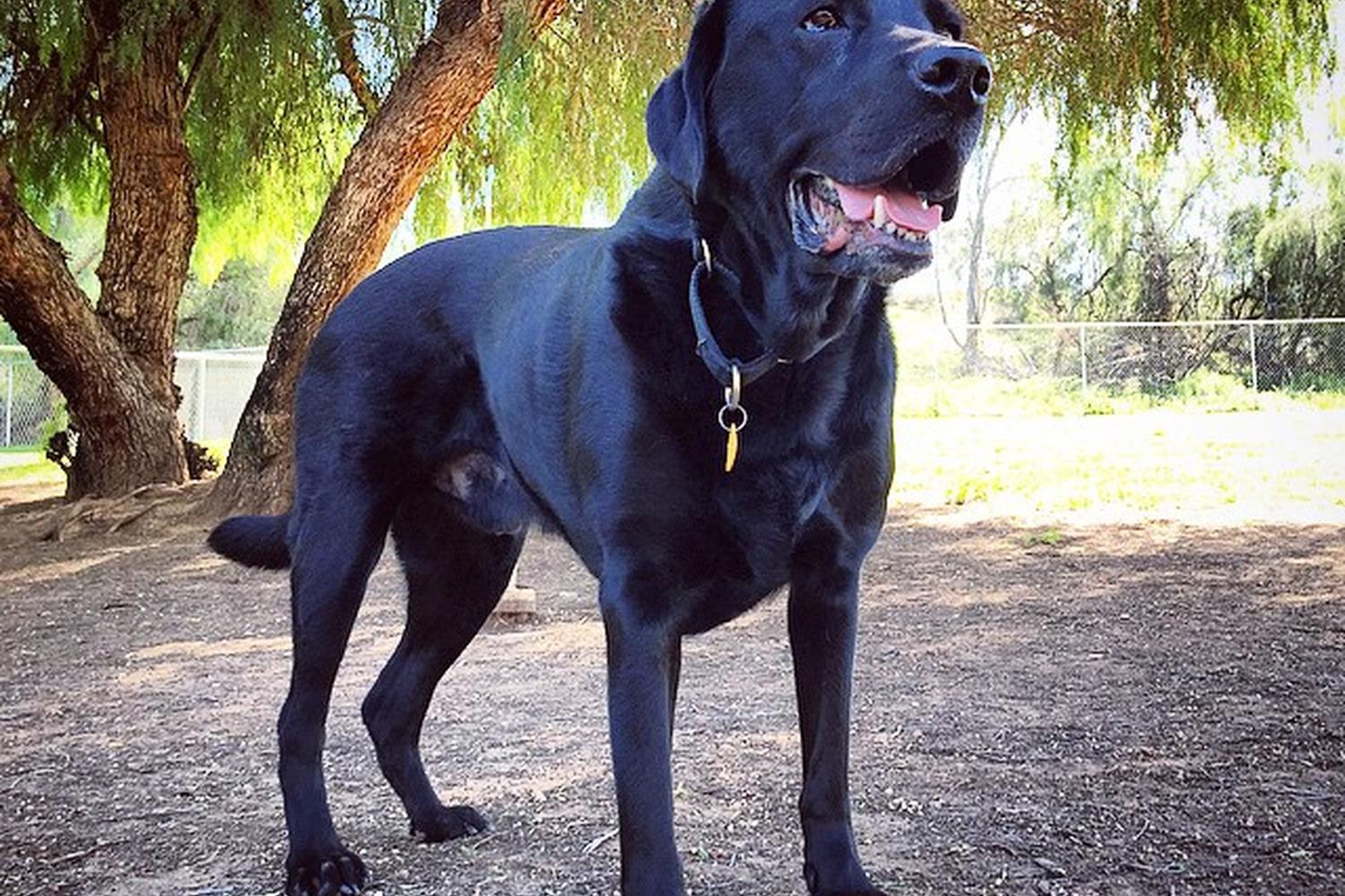 Loma Linda Large Dog Park 7