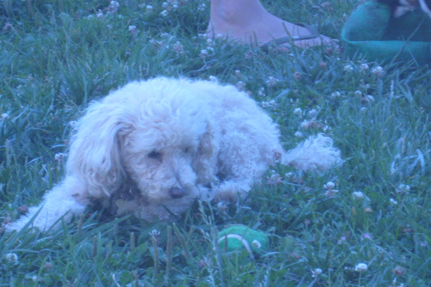 Grove Shafter Dog Play Area 2