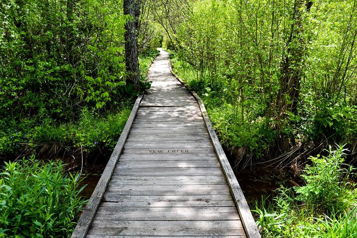 Monongahela National Forest 3