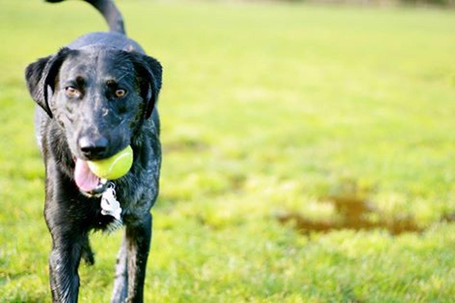 Conejo Creek Dog Park 1