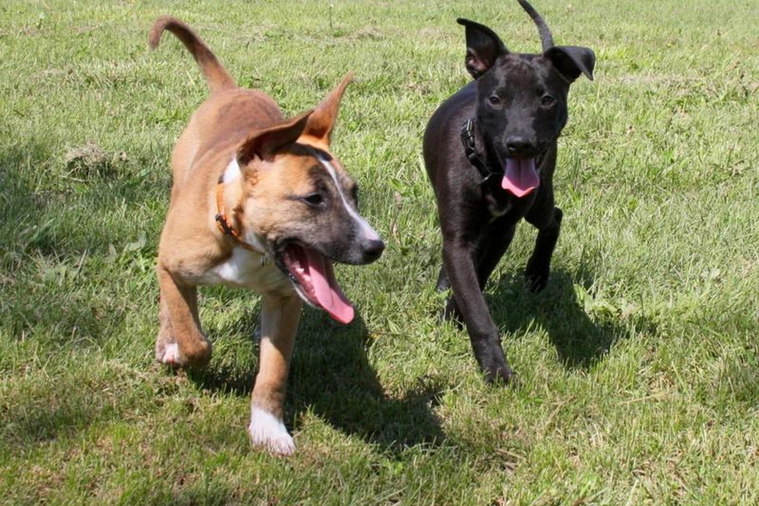Conejo Creek Dog Park 6