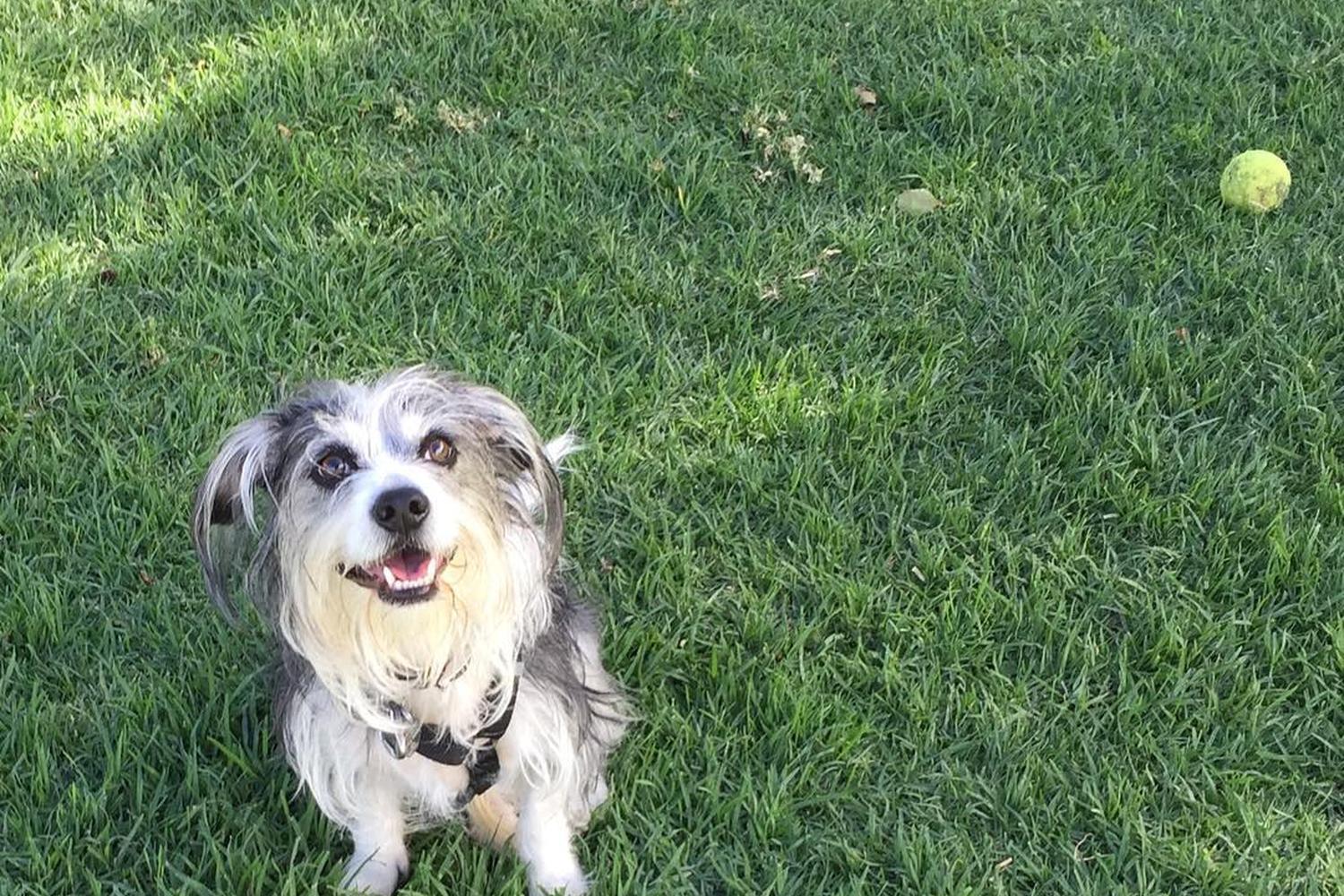 Conejo Creek Dog Park 7