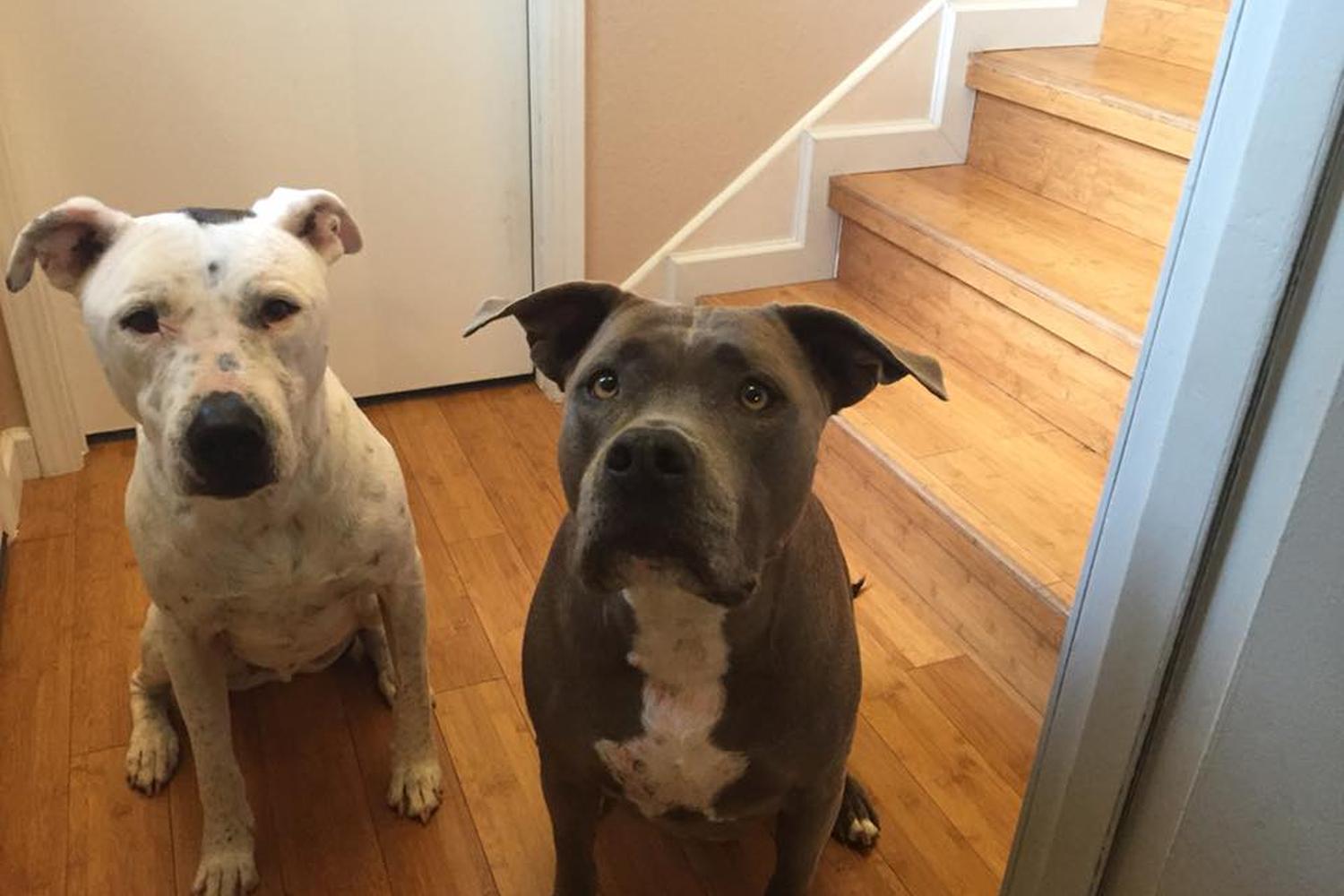 Dog Walker Woof Woof 5