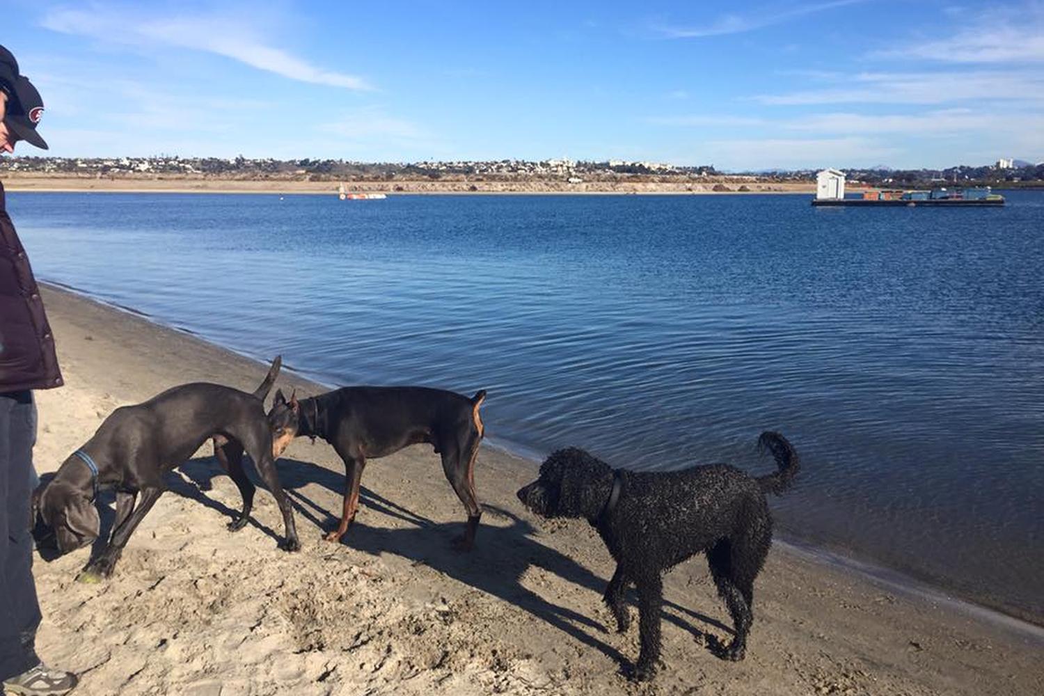 Dog Walker Woof Woof 3