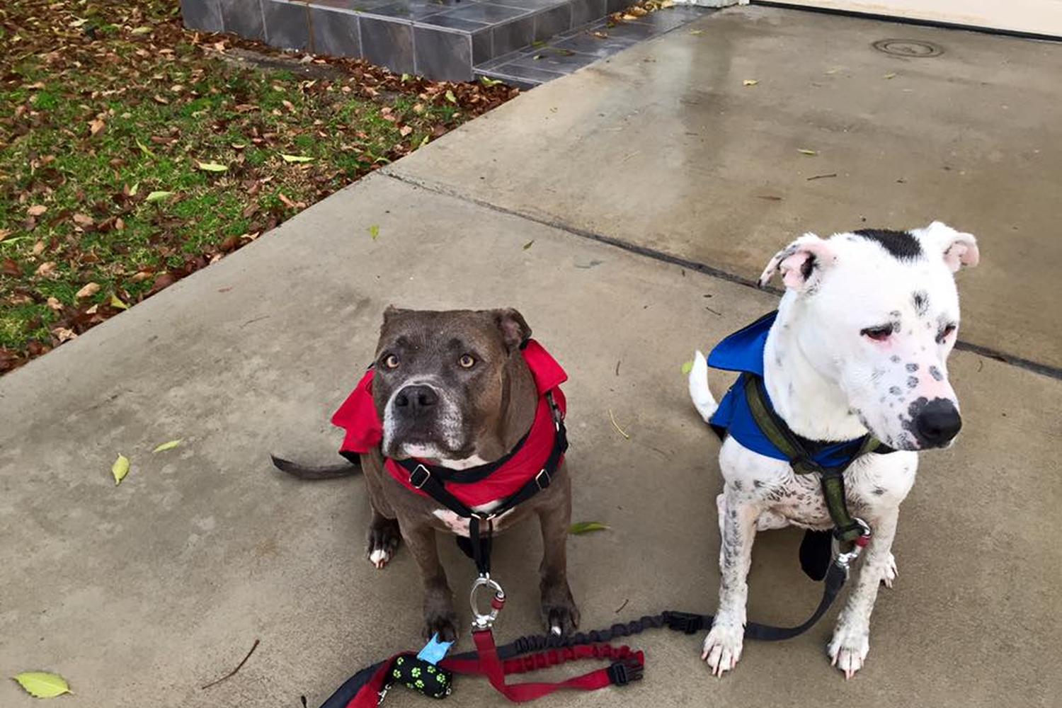 Dog Walker Woof Woof 2