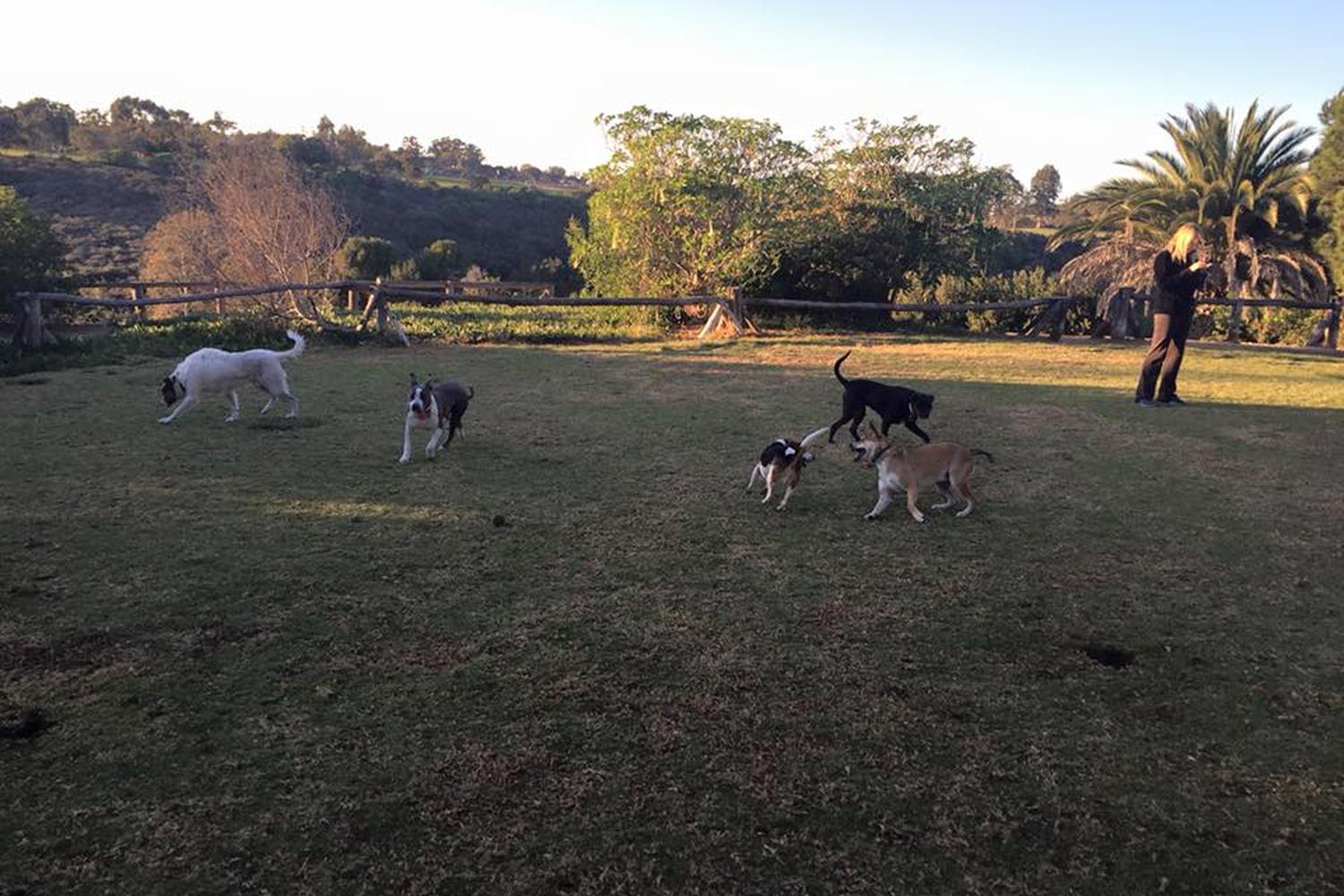 Dog Walker Woof Woof 4