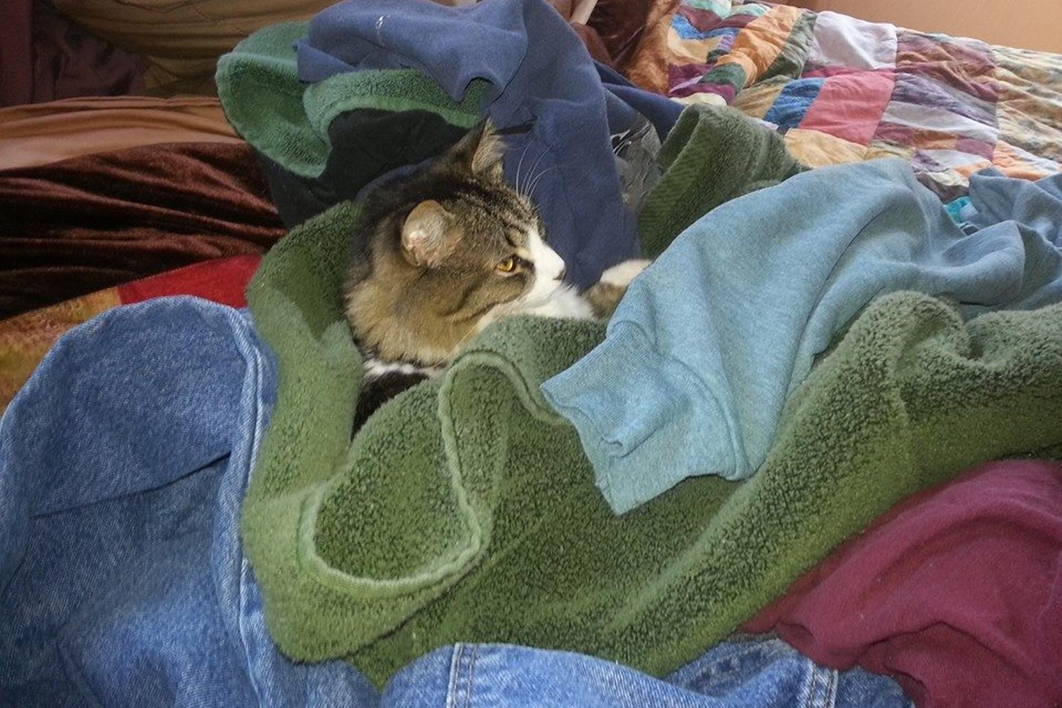 Kitten Kapoodle Pet Sitting Service 2