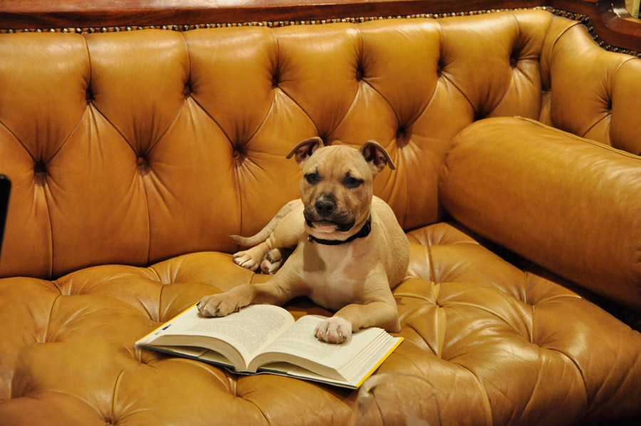 Battery Park Book Exchange & Champagne Bar 7
