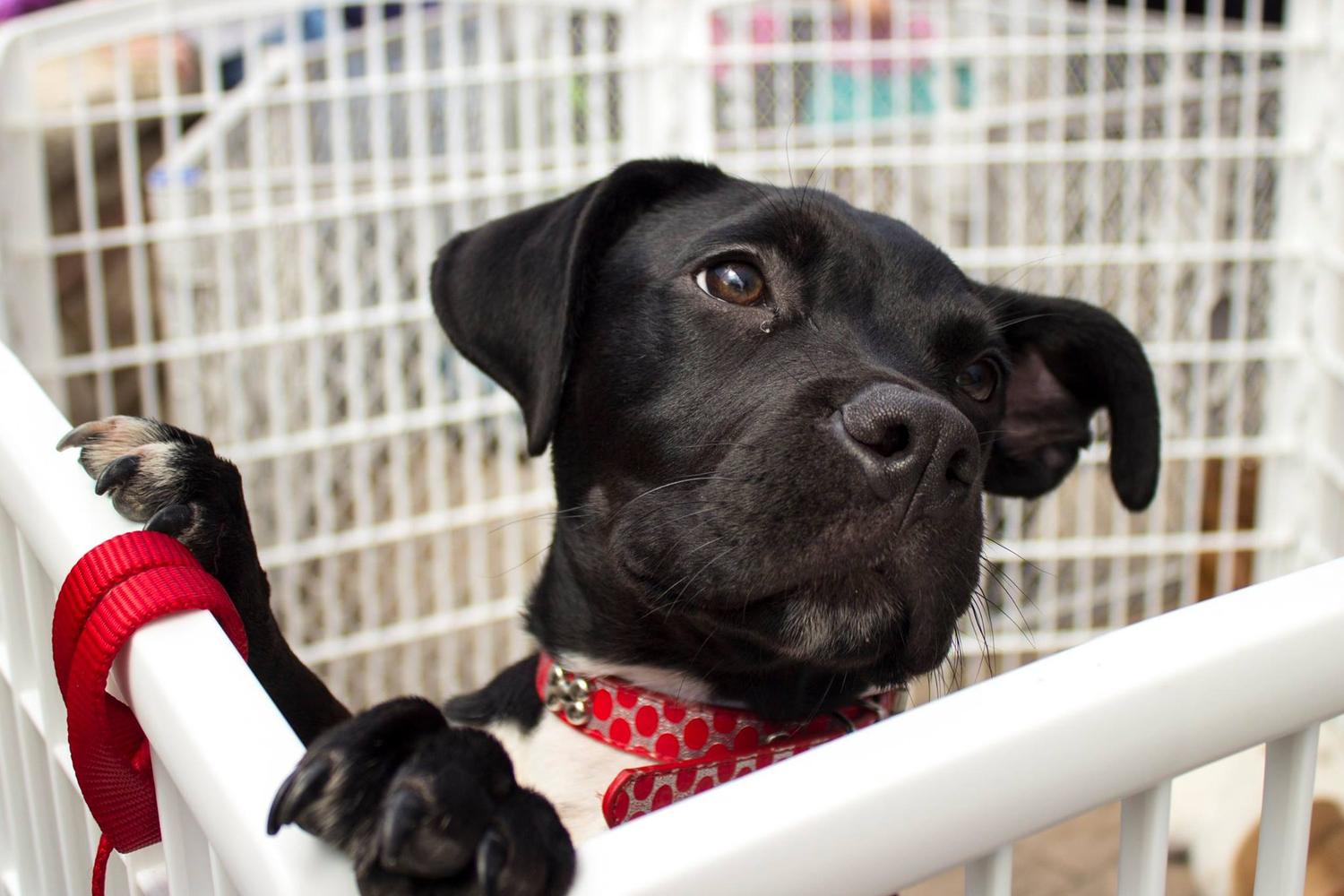 The Promenade Shops at Centerra 1
