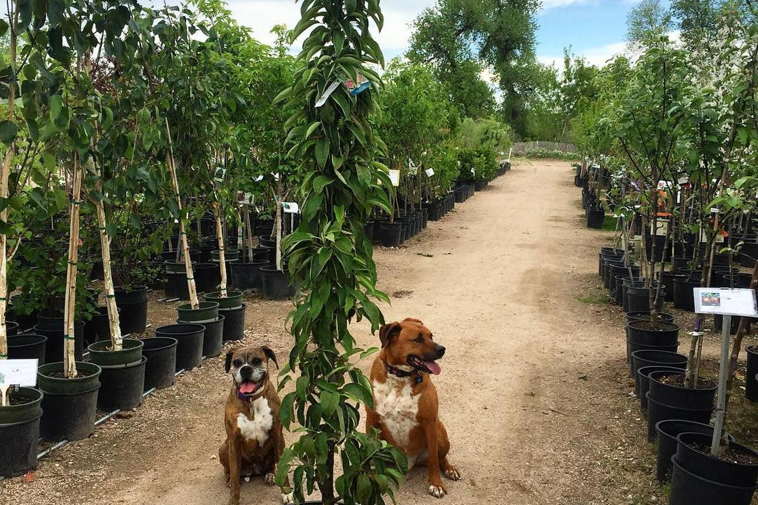 Fort Collins Nursery 4