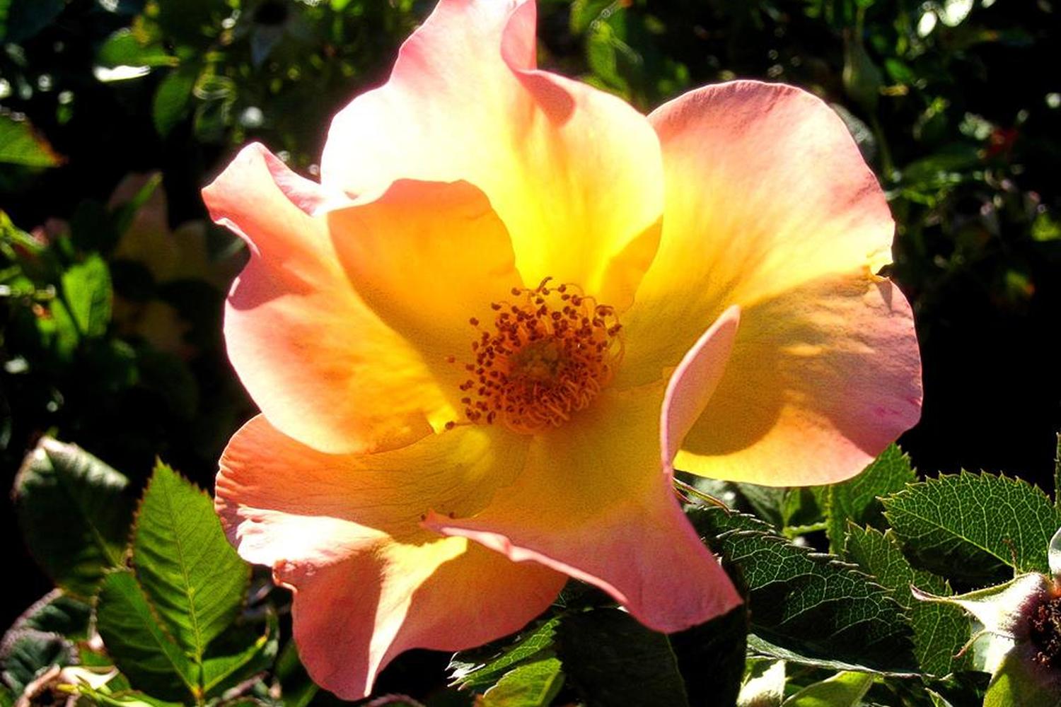 Fort Collins Nursery 1