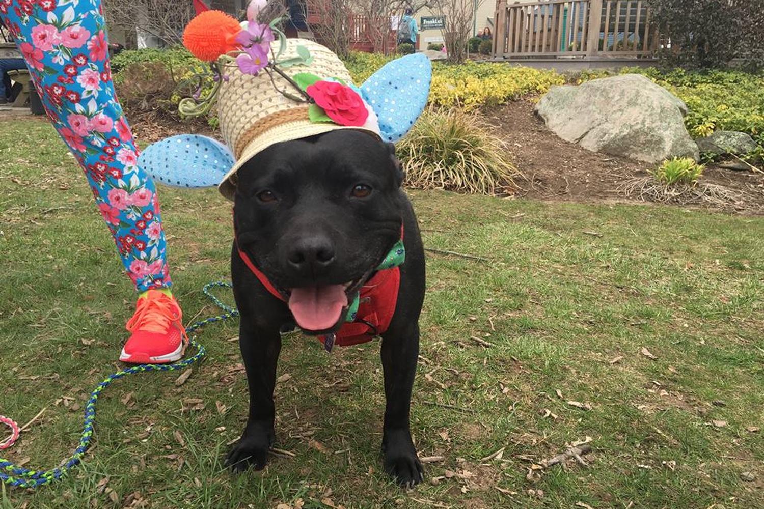 Olde Mistick Village 1