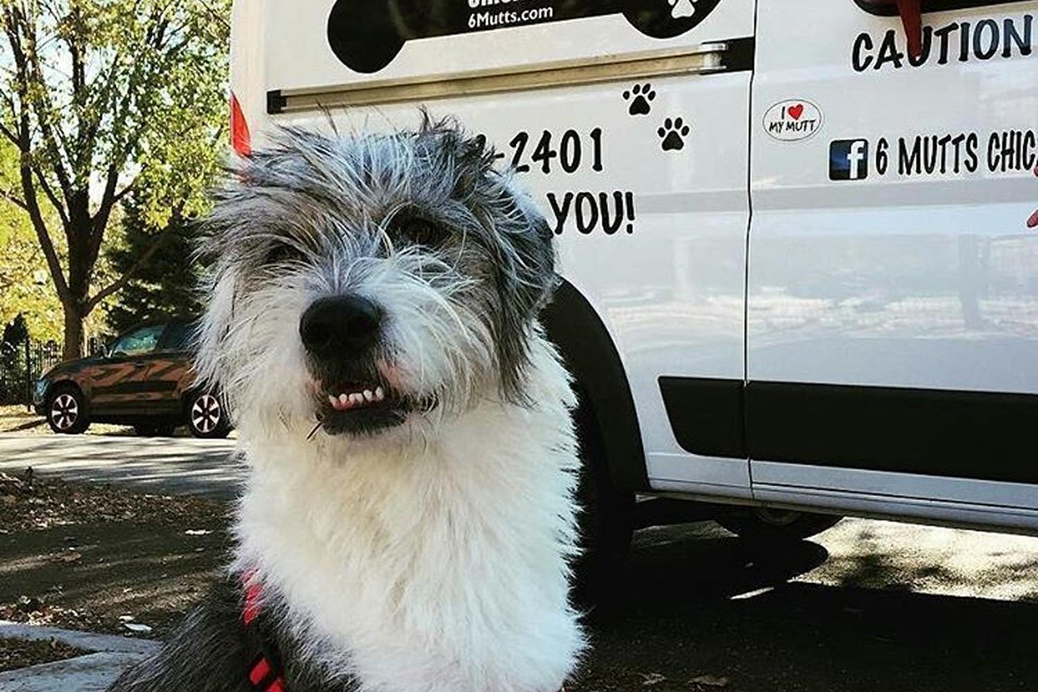 Wiggle Waggles / 6 Mutts Doggie Food Truck 5