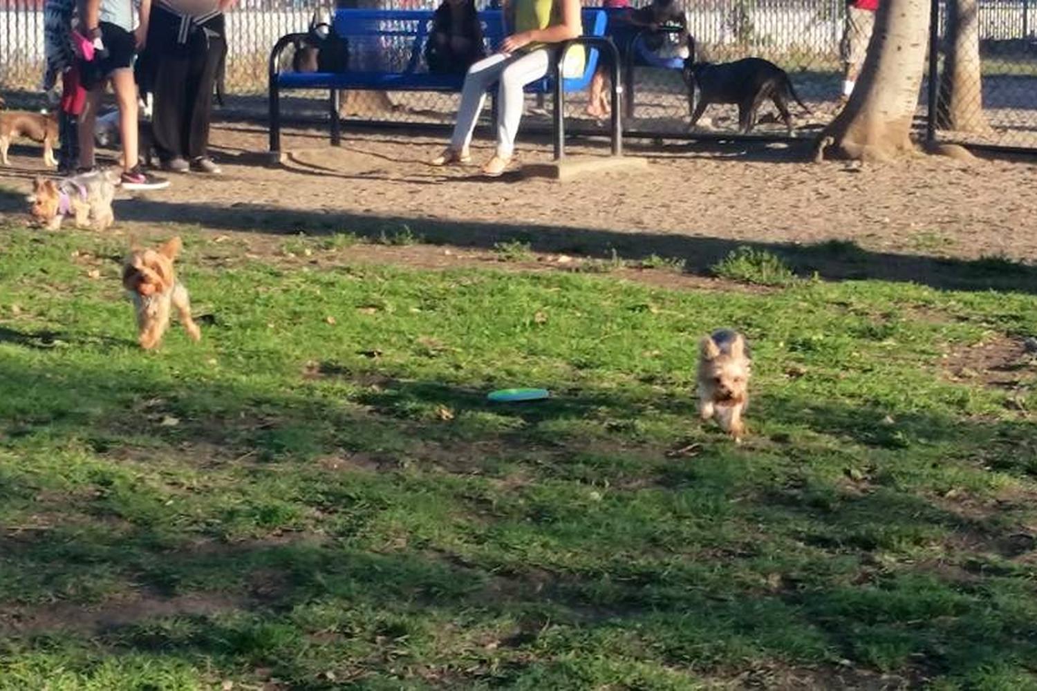 David R. Gafin Dog Park 1