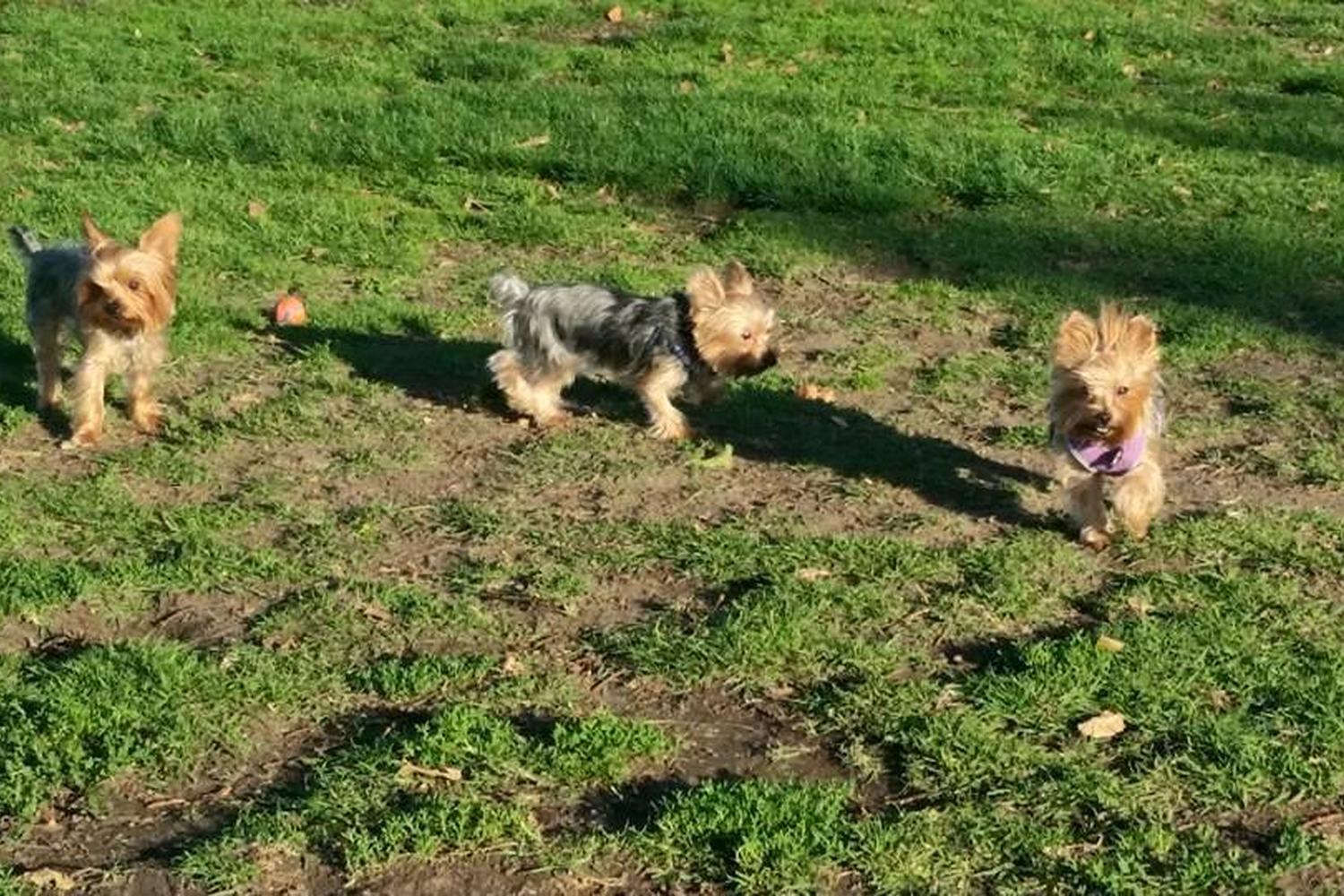 David R. Gafin Dog Park 2