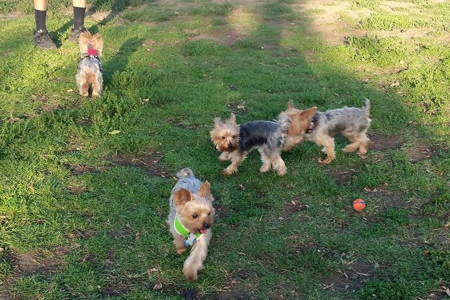 David R. Gafin Dog Park 4