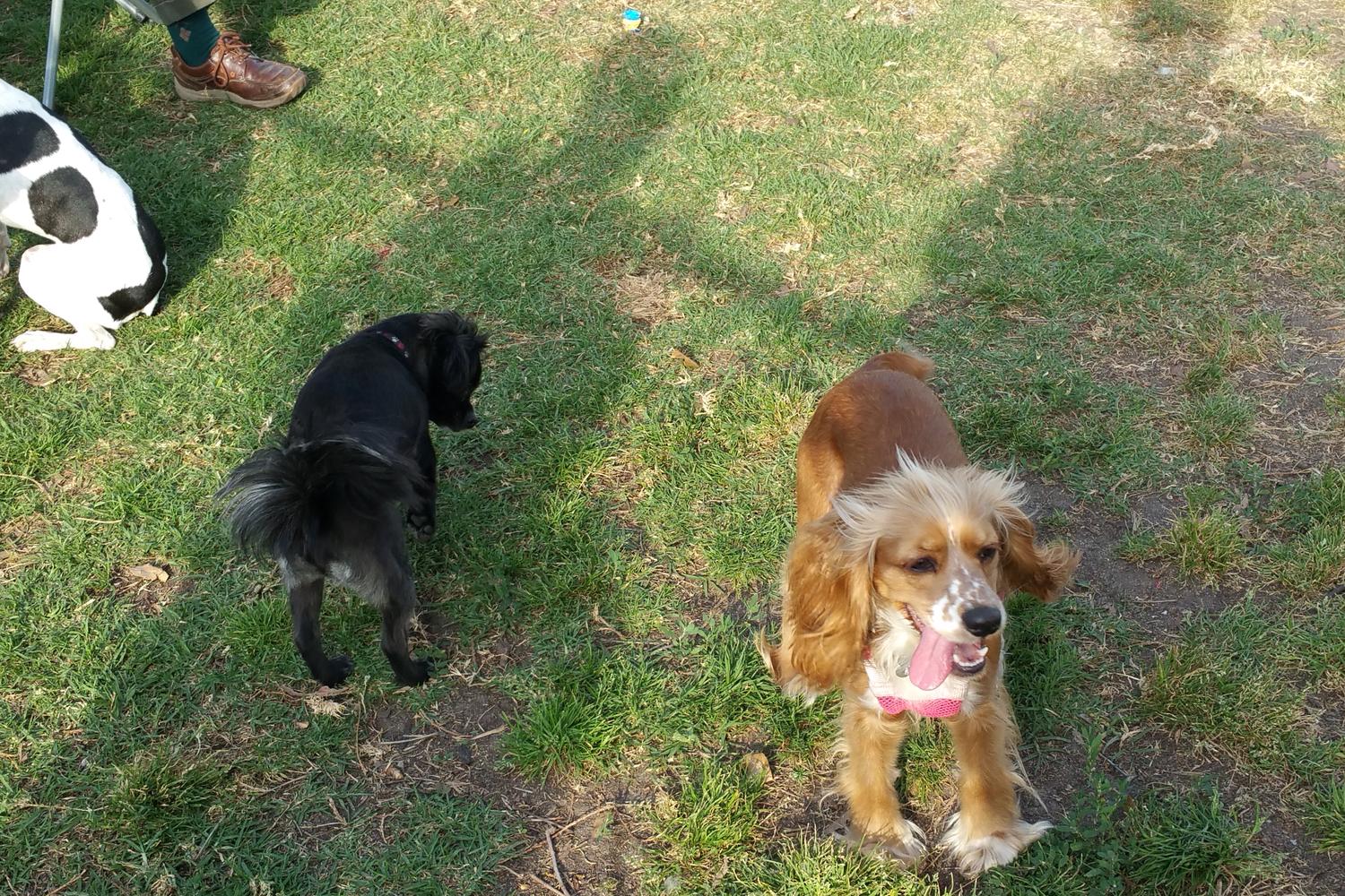 David R. Gafin Dog Park 5
