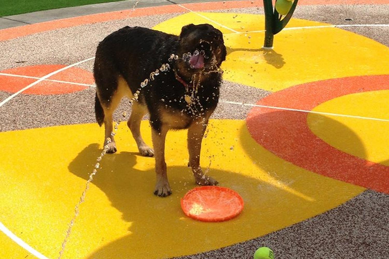 Beau's Dream Dog Park at Buchanan Park 2