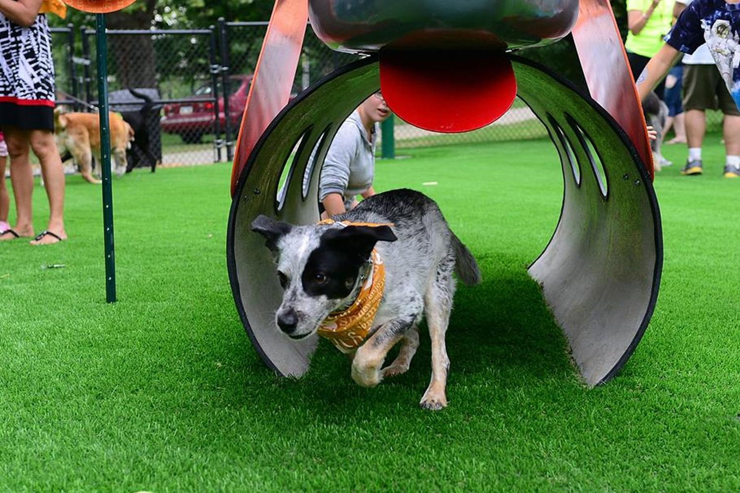 Beau's Dream Dog Park at Buchanan Park 4