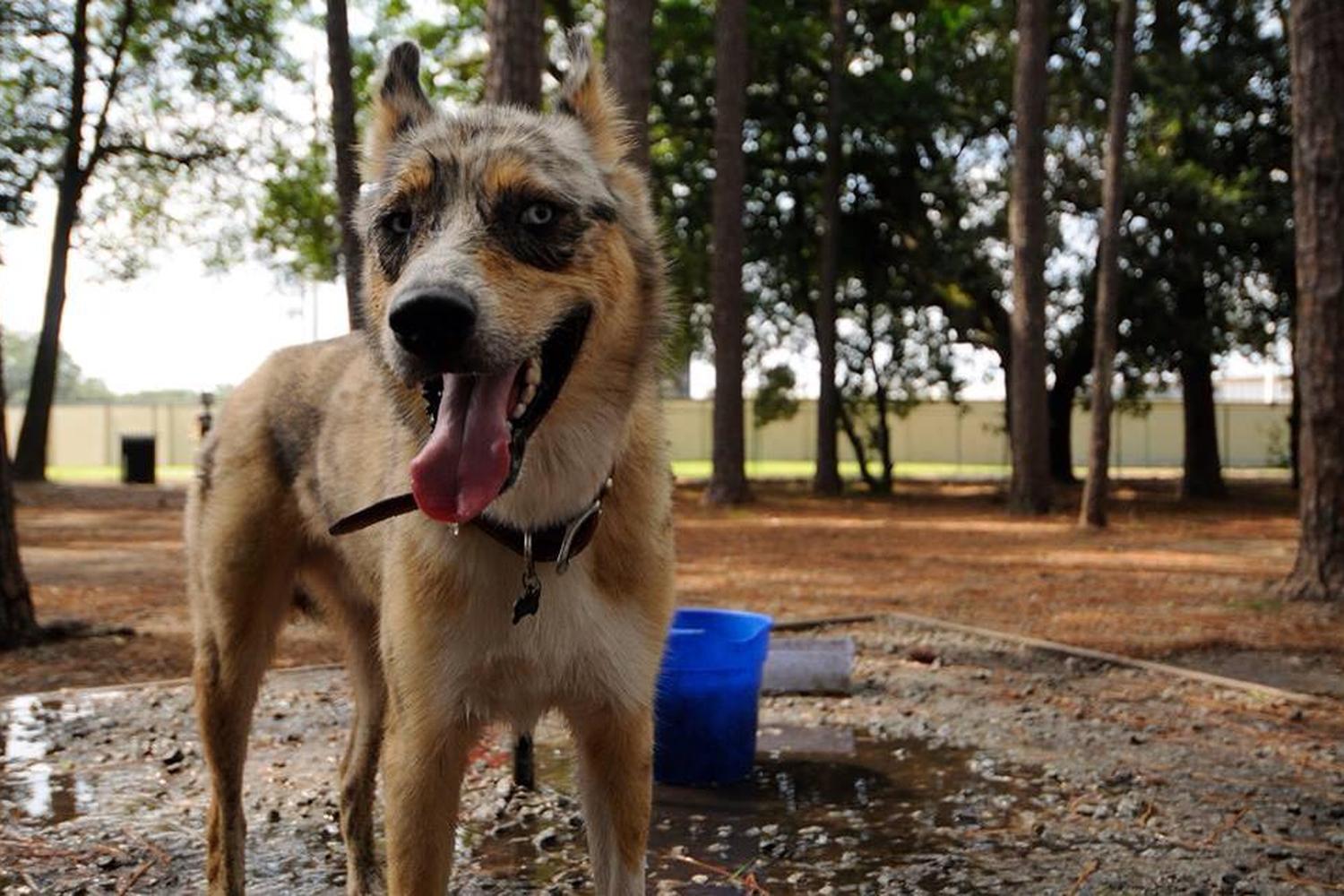 Herty Pines Dog Park 3