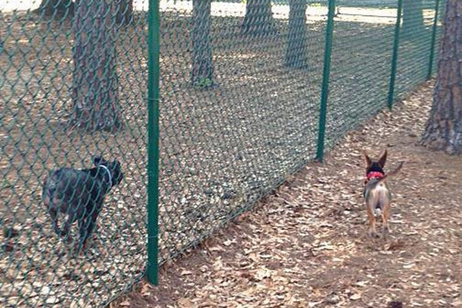 Herty Pines Dog Park 4