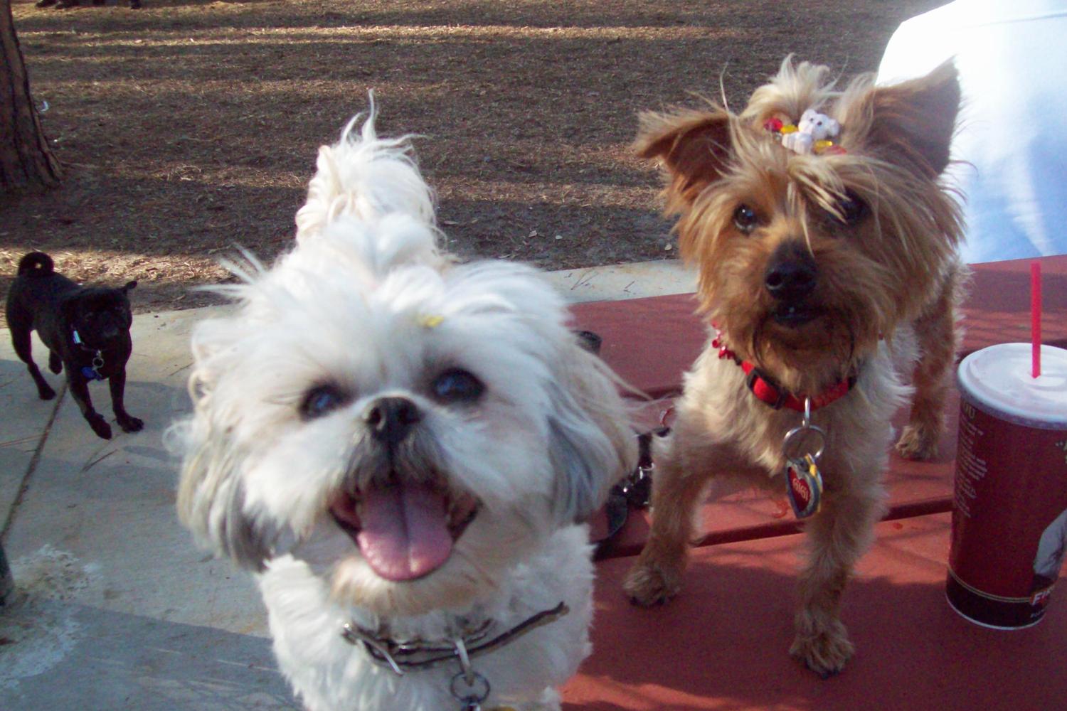 Herty Pines Dog Park 8