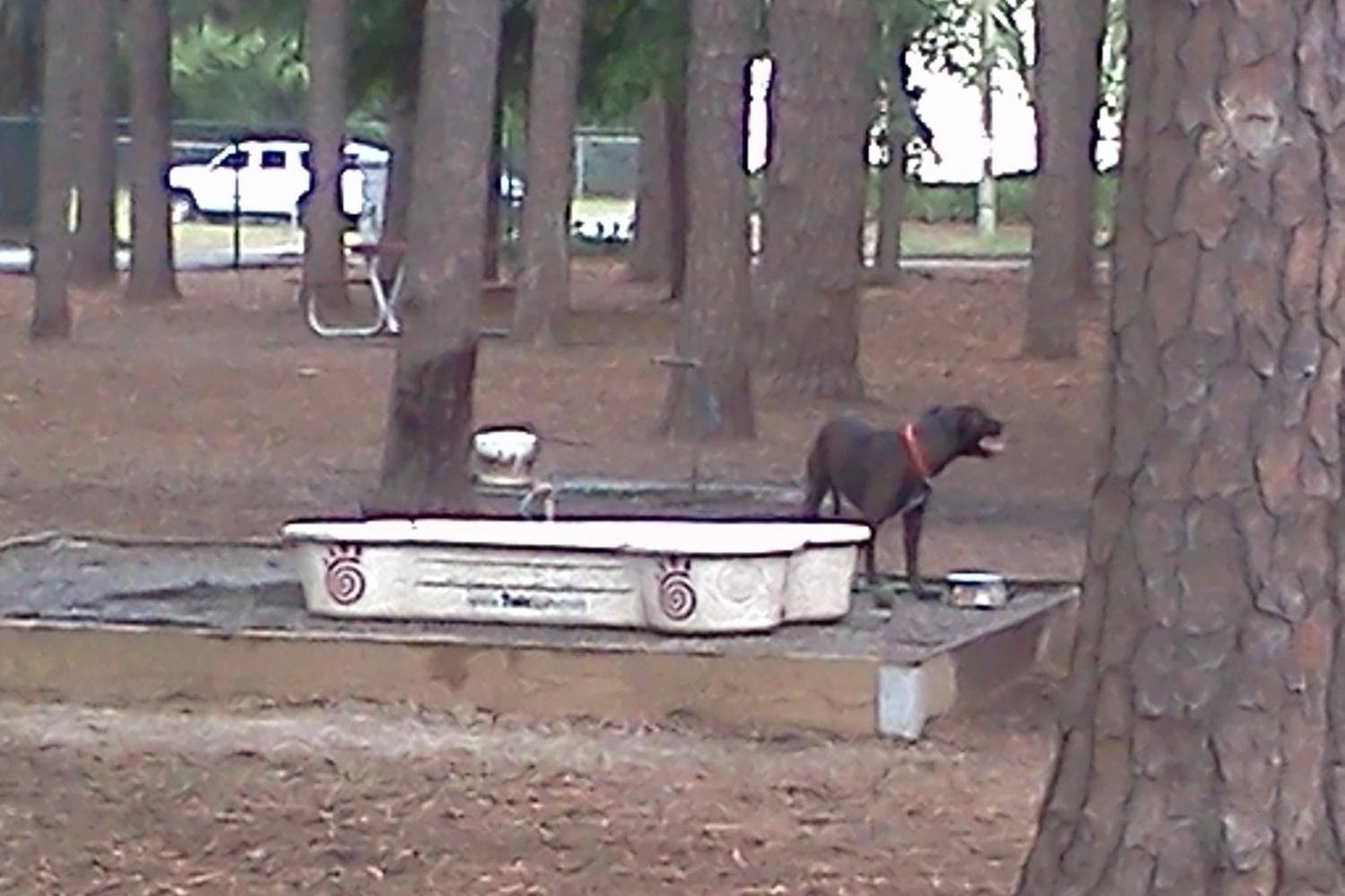 Herty Pines Dog Park 12