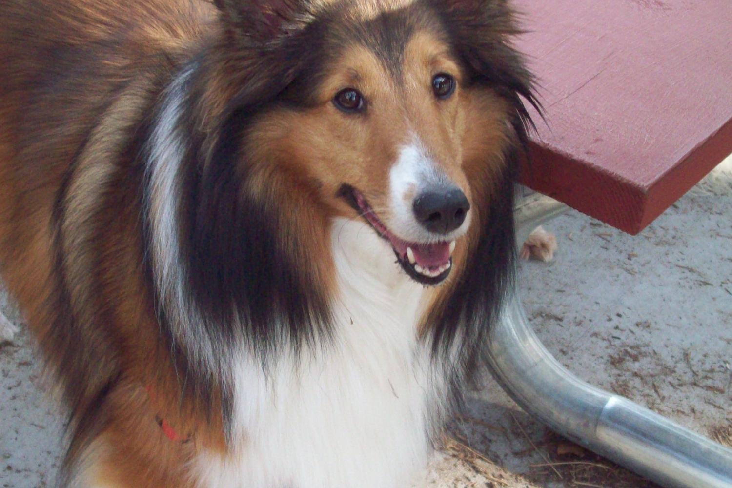 Herty Pines Dog Park 9