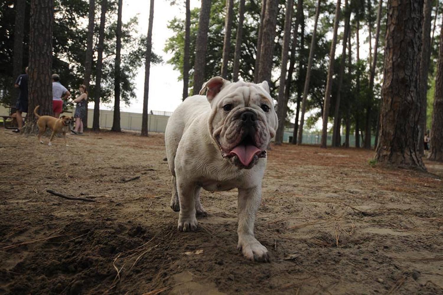 Herty Pines Dog Park 6
