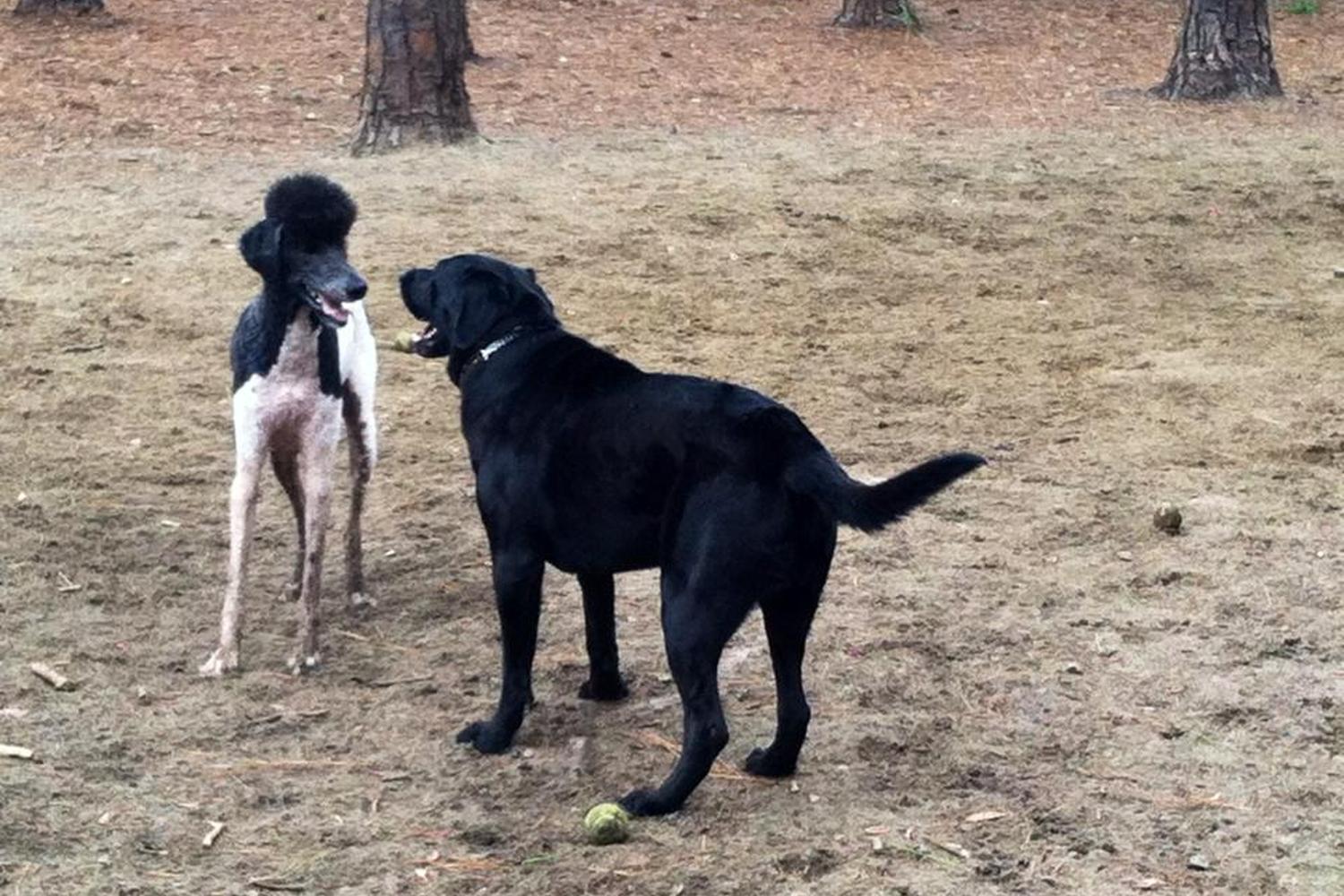 Herty Pines Dog Park 1