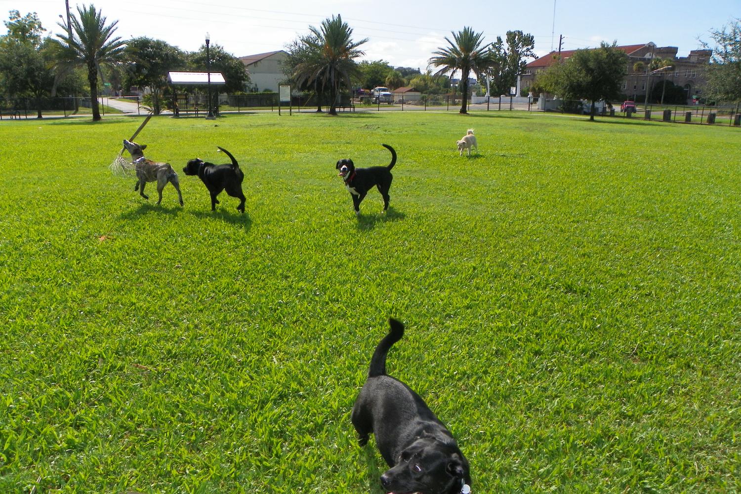 Confederate Point Dog Park 1