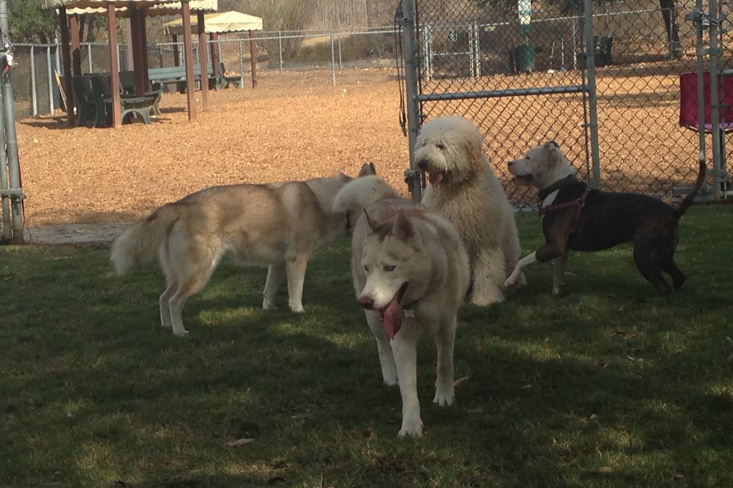 Calabasas Bark Park 7