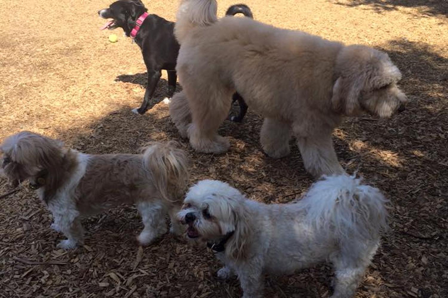 Calabasas Bark Park 2