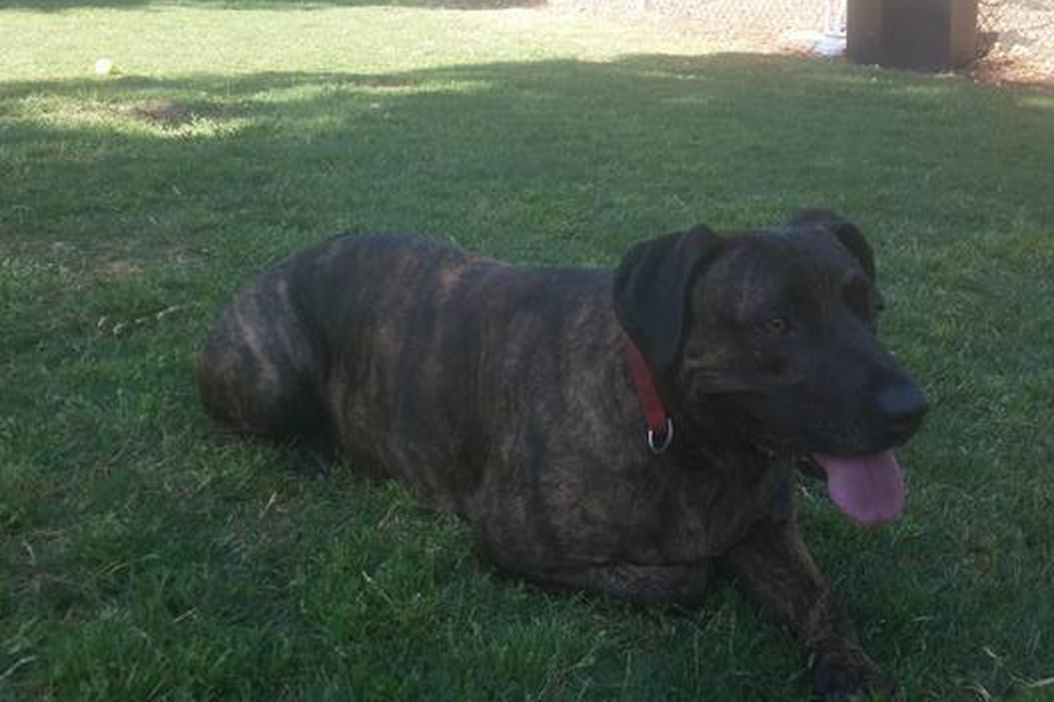 Calabasas Bark Park 5