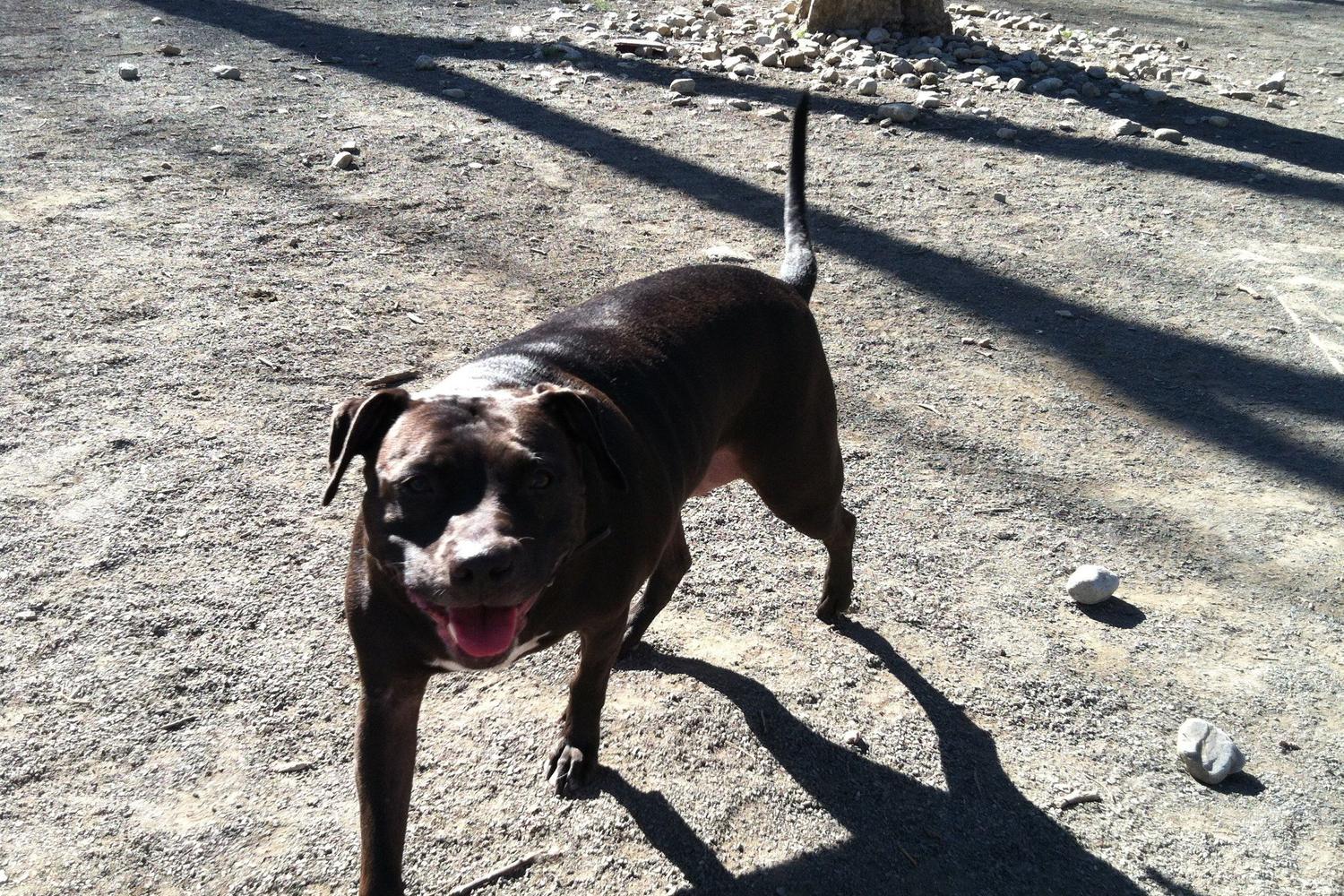 Brookdale Dog Park 6