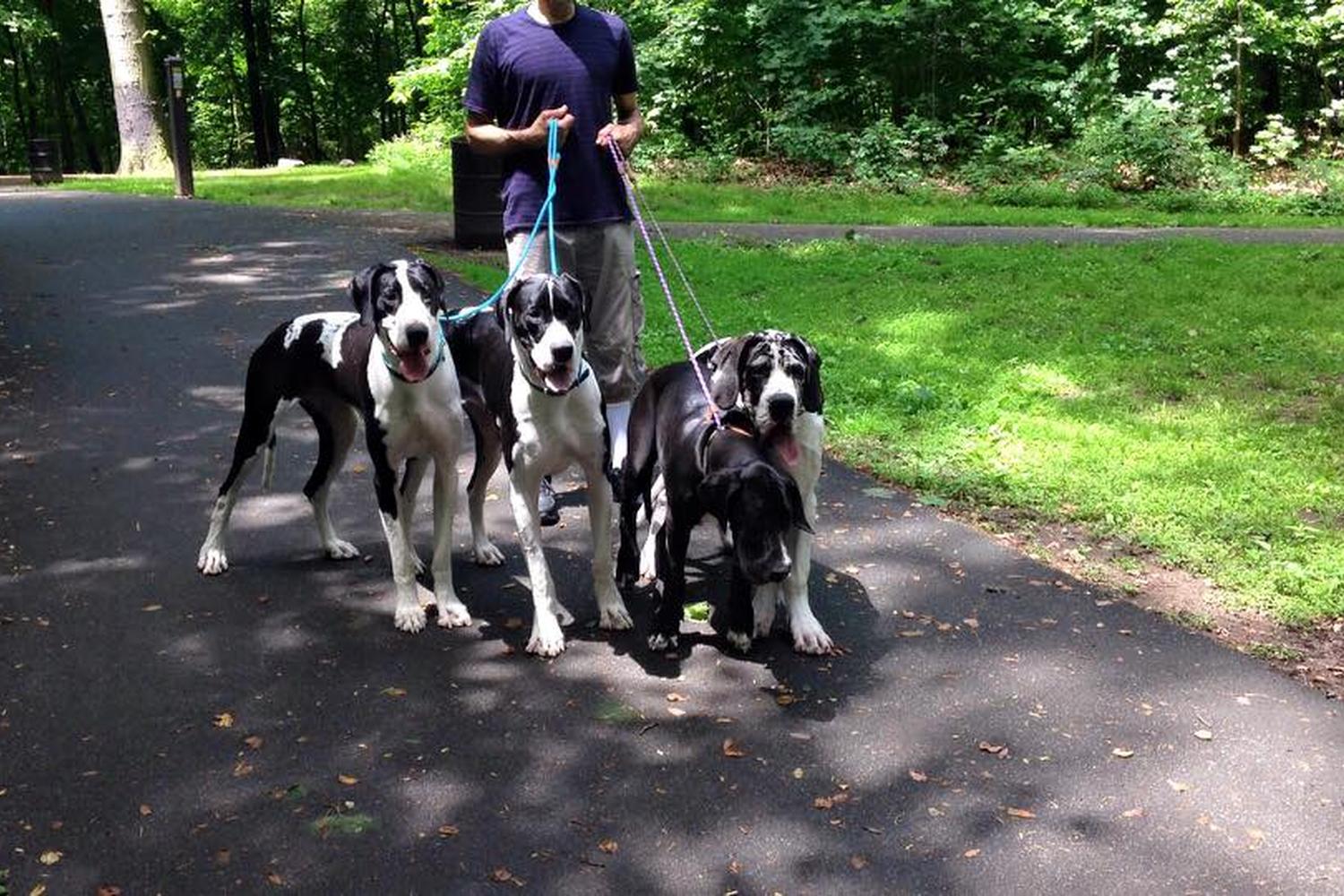 Brookdale Dog Park 0