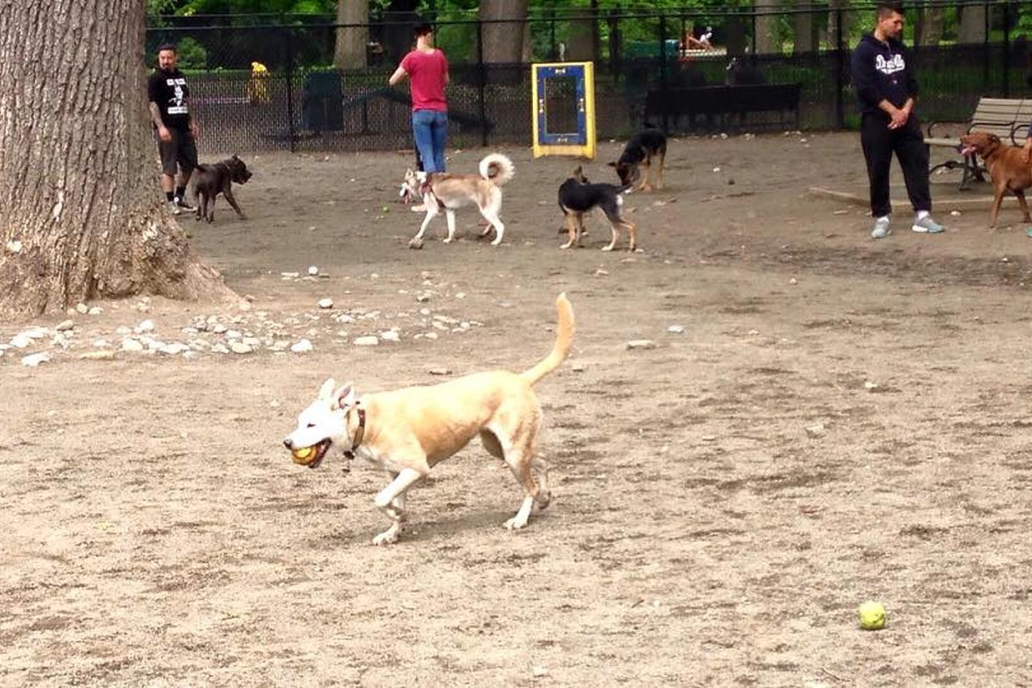 Brookdale Dog Park 7
