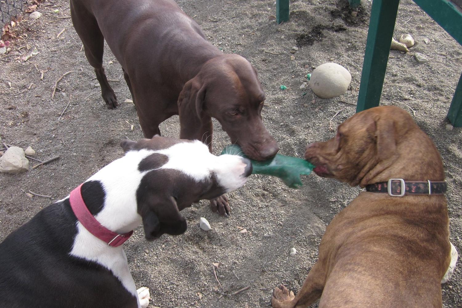 Brookdale Dog Park 4