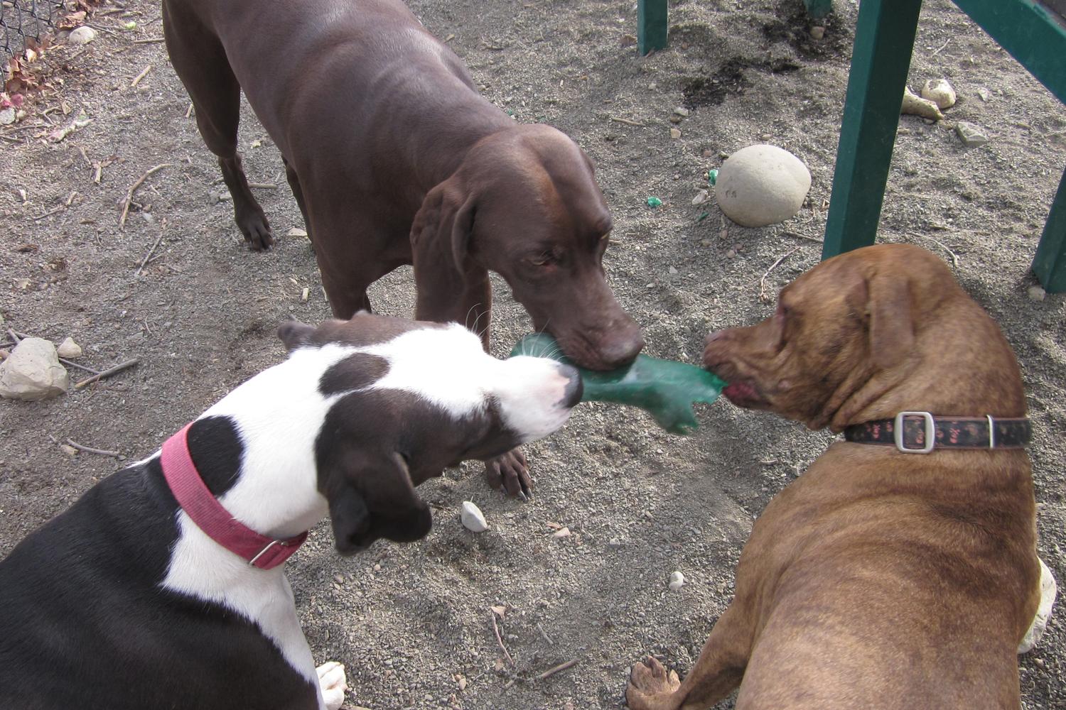 Brookdale Dog Park 2