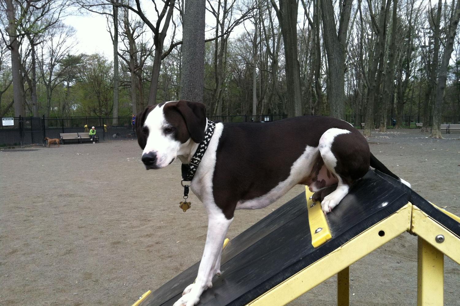 Brookdale Dog Park 5