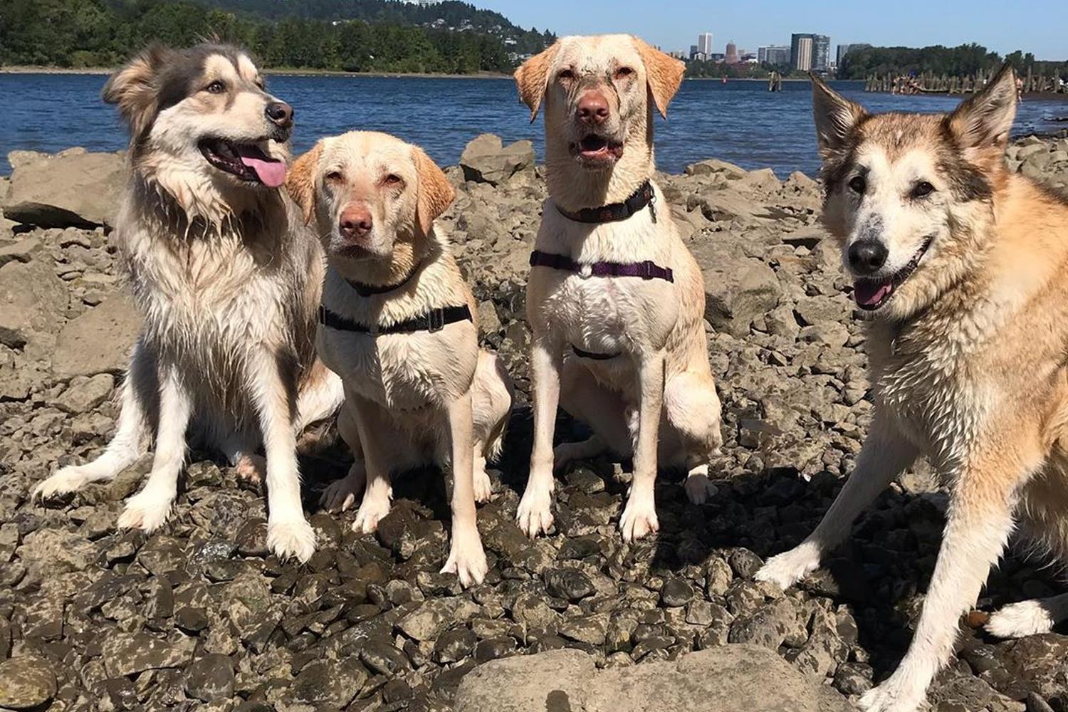 Sellwood Riverfront Park 0