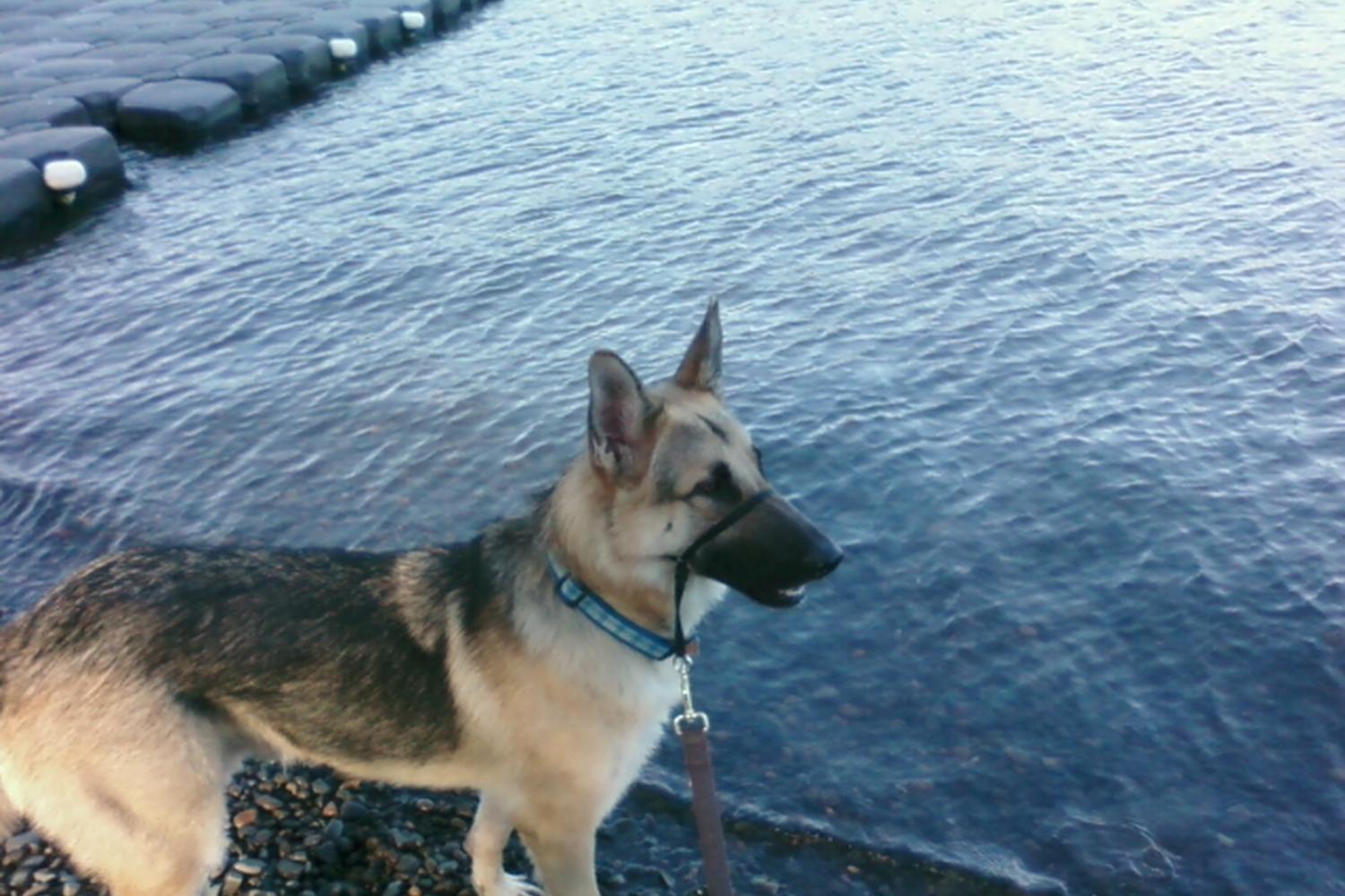 Sellwood Riverfront Park 2