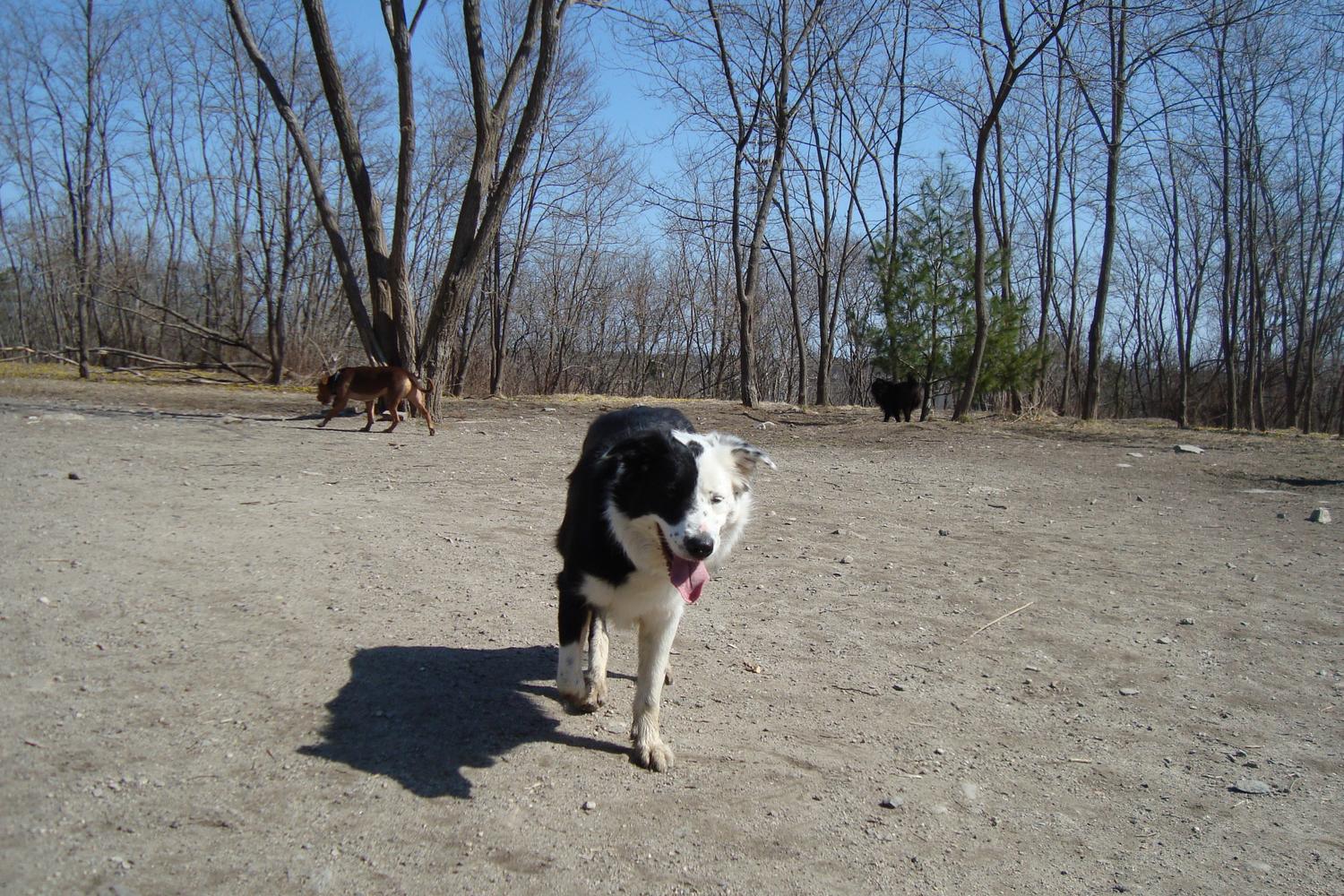 Quarry Run Dog Park 1