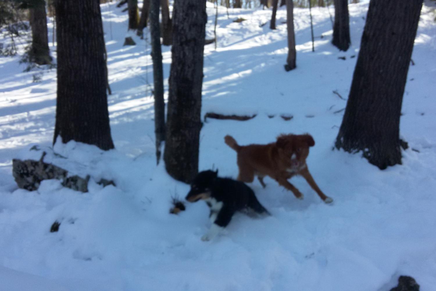 Quarry Run Dog Park 9