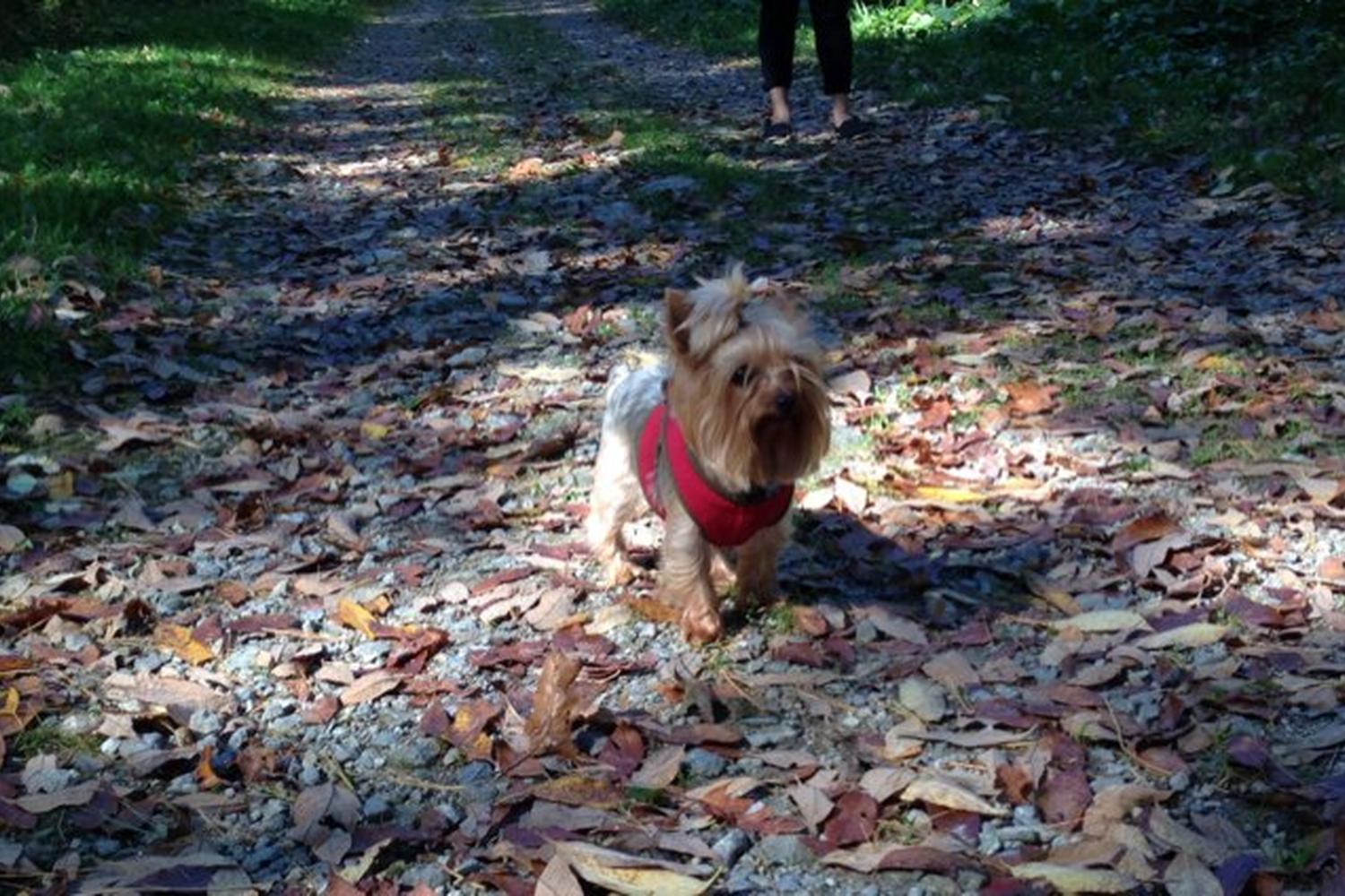 Quarry Run Dog Park 5