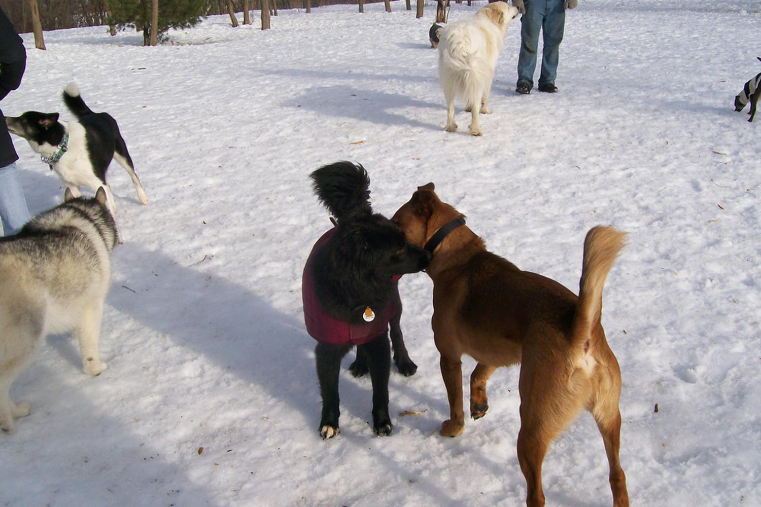 Quarry Run Dog Park 2