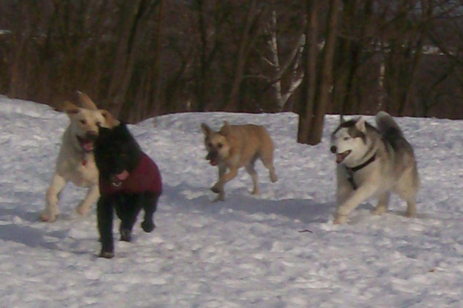 Quarry Run Dog Park 3